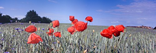 Rügen Mohnblumen