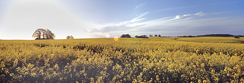 Rügen Rapsfeld Groß Stresow