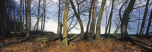 Rügen Wald Wissower Klinken